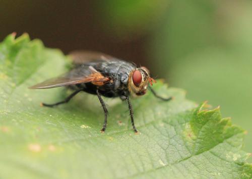 Réf. 222 458 : Nemoraea pellucida